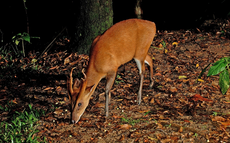 20170825_stb_safari7.jpg
