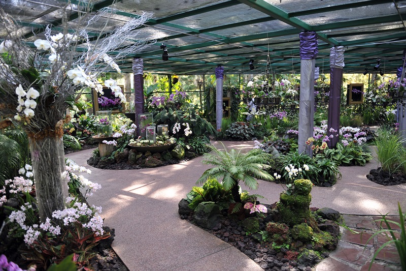20170927_orchids_01.jpg