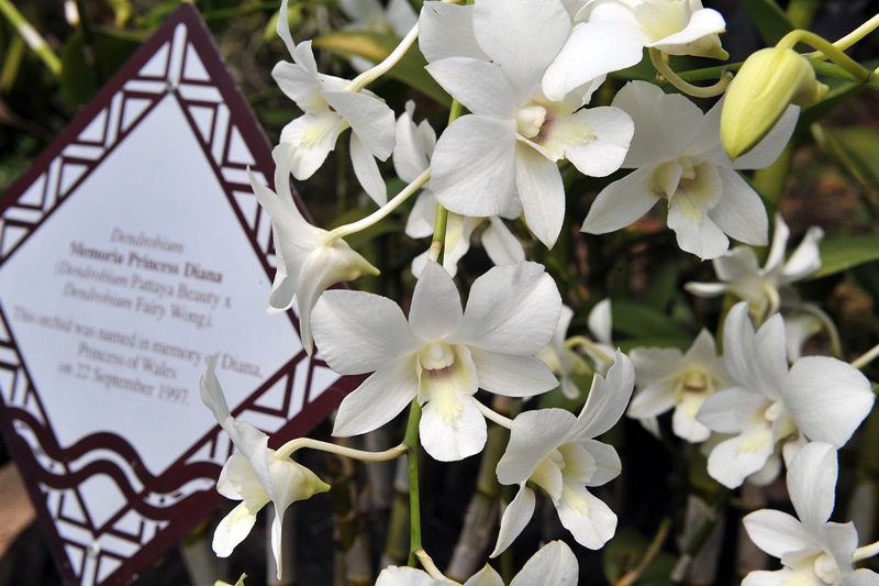 20170927_orchids_07.jpg