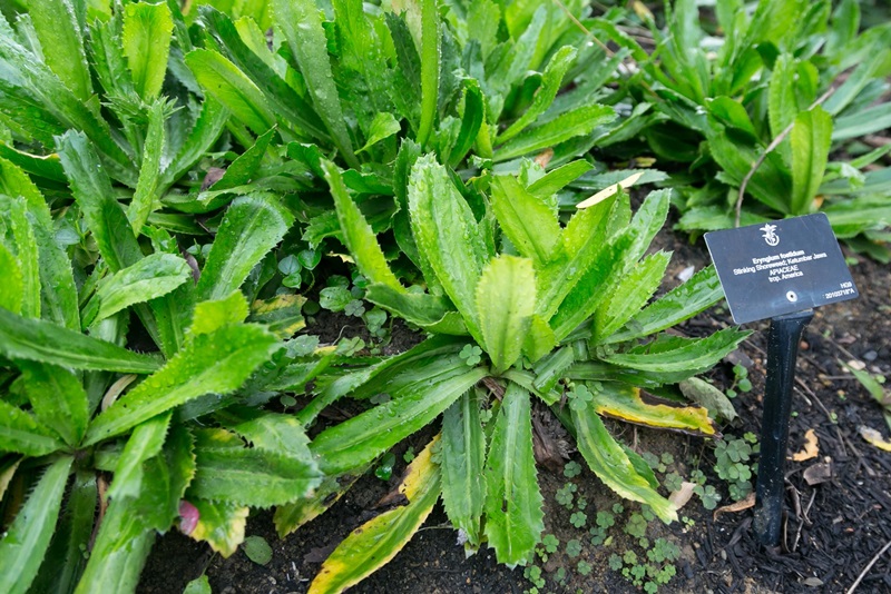 20170927_stbplants_04.jpg