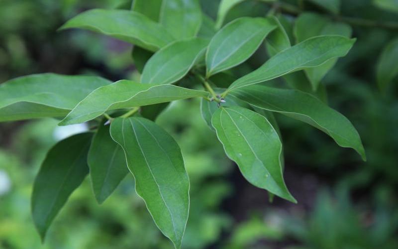 20171010_lifestyle_gardening5_Large.jpg