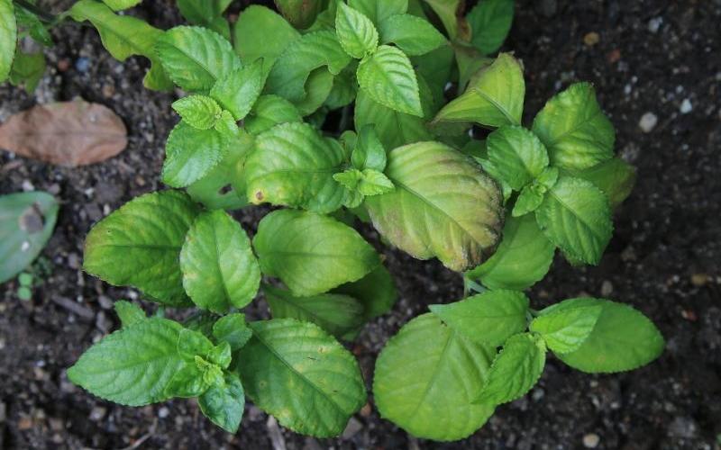 20171010_lifestyle_gardening6_Large.jpg