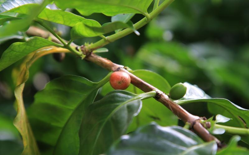 20171010_lifestyle_gardening9_Large.jpg