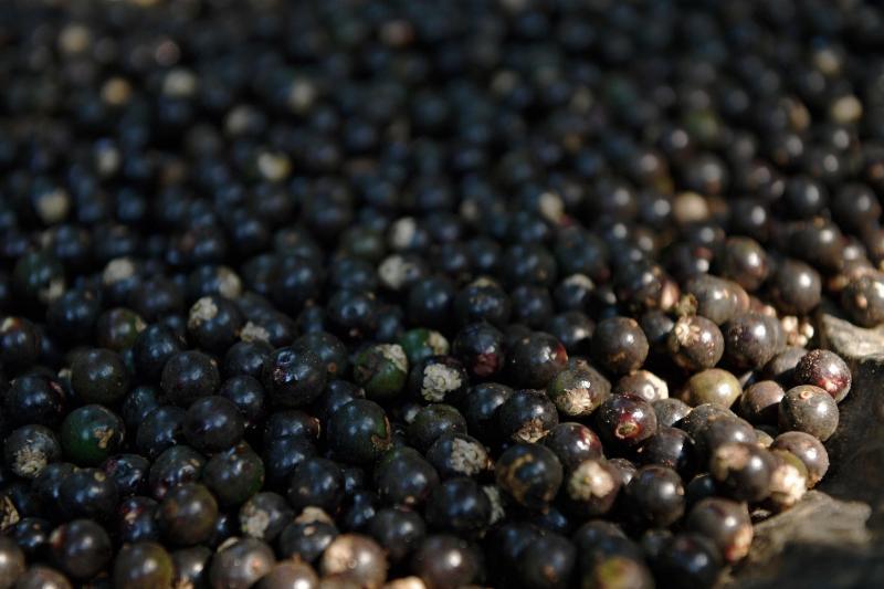 巴西莓是近期崛起的健康潮食。（法新社）