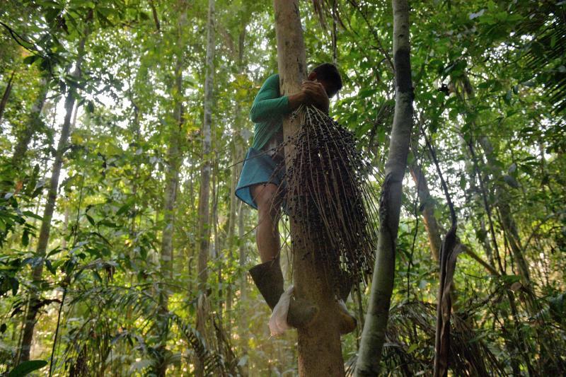 亚马逊原住民需要爬上高大的巴西莓树亲手采收巴西莓。（法新社）