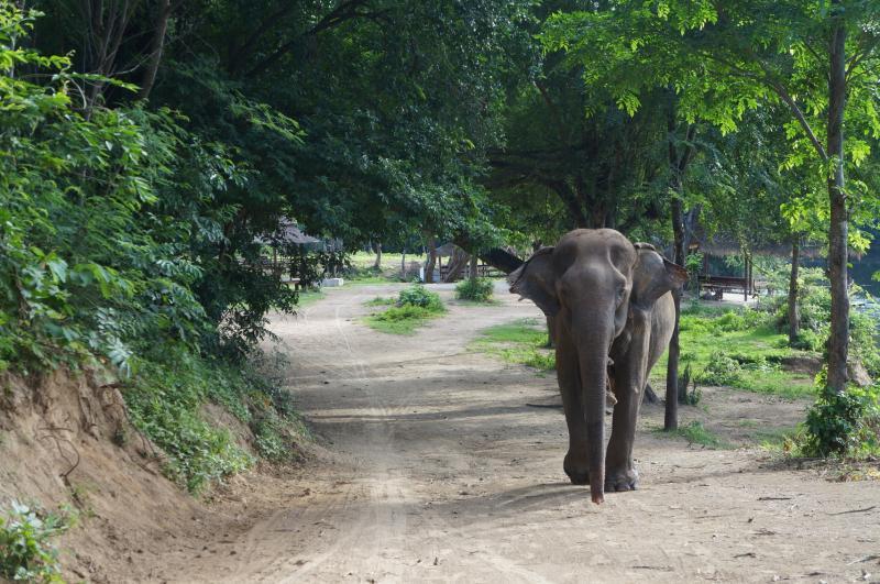 “大象世界”为体弱多病的亚洲象提供照料,大象在这里不会被圈养,而是在森林里有充足的活动空间。