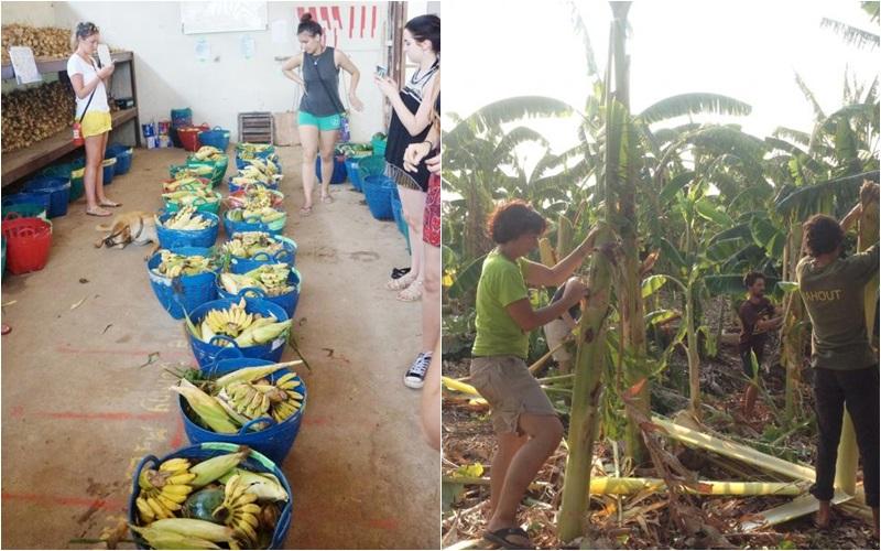 义工为大象准备水果篮(左)和砍伐它们要吃的植物(右)。