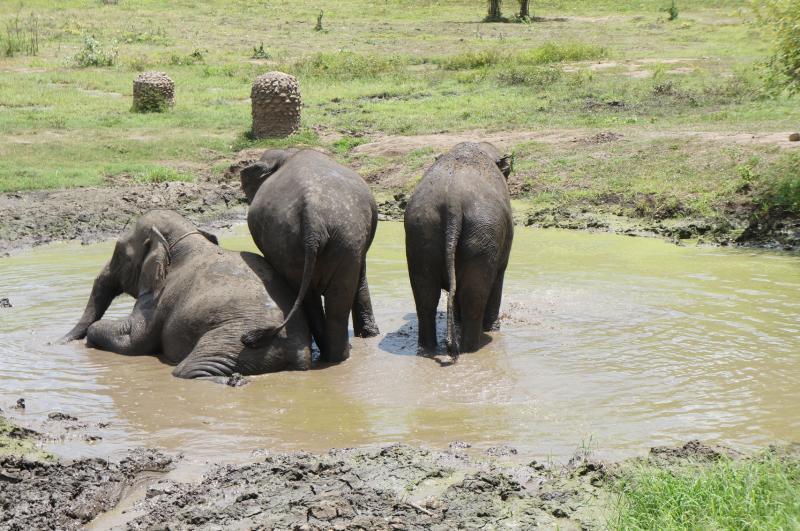 大象喜欢戏水泡泥沼,除了可以驱走热气,还能去除皮肤上的寄生虫。