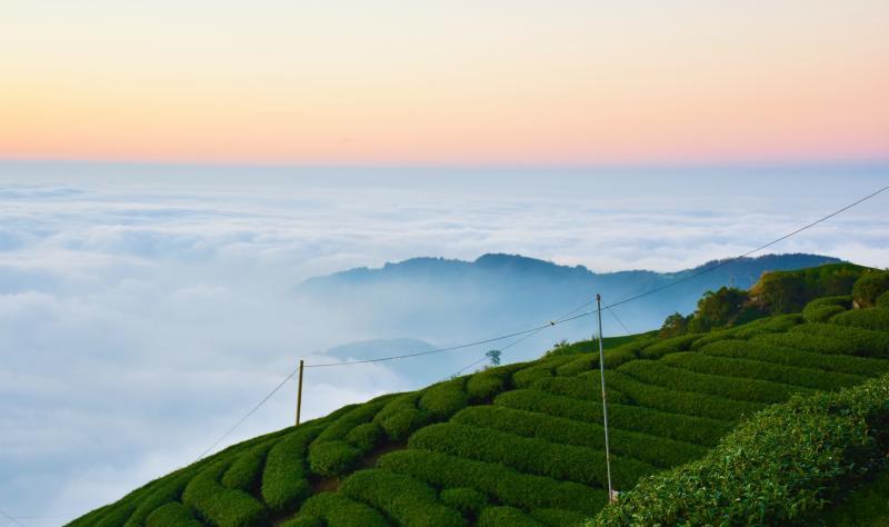 滚滚云海一路铺陈到天边,把眼前的茶山都淹没了;较高的茶山露出了山头,仿佛成了海洋中的小群岛。
