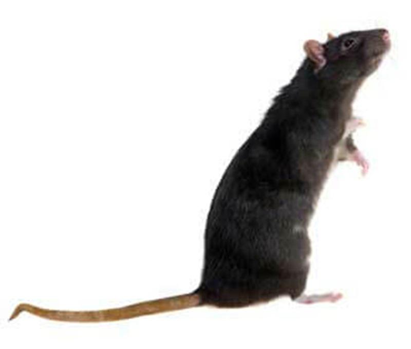 main_black-rat-image_Medium.jpg