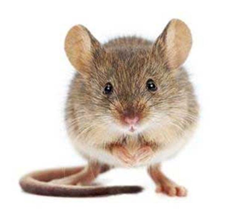 main_house-mouse-mus-musculus_Medium.jpg