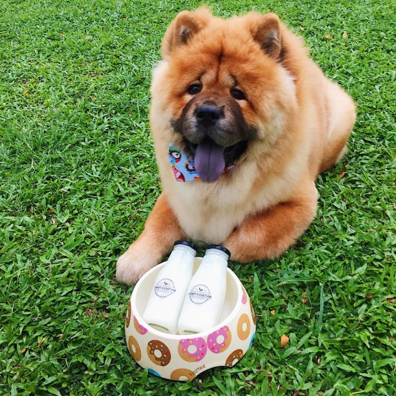 不少宠物主人也给宠物喝开菲尔。(Miss Kefir提供)