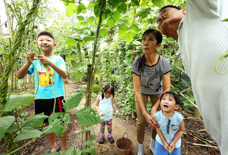 孙子孙女们都在农场长大,从小便跟着阿公阿嬷熟悉作物。