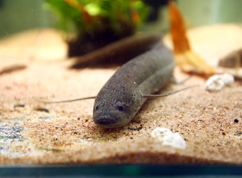 肺鱼可谓鱼类中的活化石。