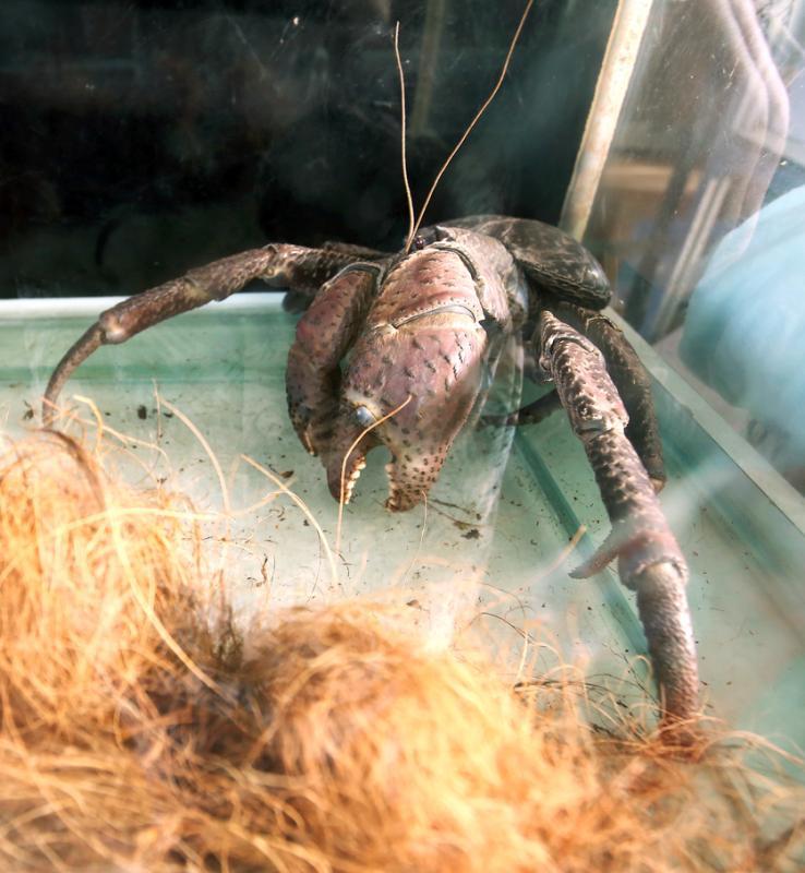 椰子蟹能“徒手”撬开椰壳。