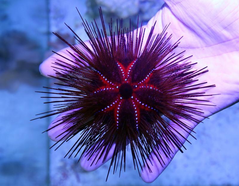 活海胆能发出炫丽如电的光芒。