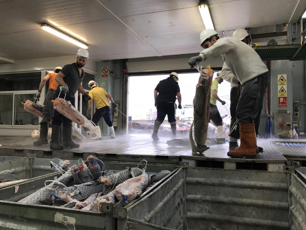 鲨鱼, 鱼翅, 维哥, 西班牙, shark, sharks fin, Spain, Vigo