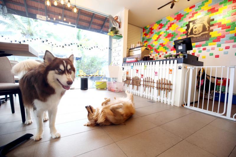 20180218_dogcafe1_Medium.jpg
