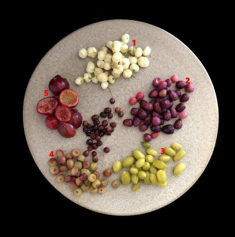 澳洲丛林食材的特色是,体积小味道强。①阿斯彭柠檬②番樱桃③沙漠青柠④小浆果⑤檀香树果宽咚。