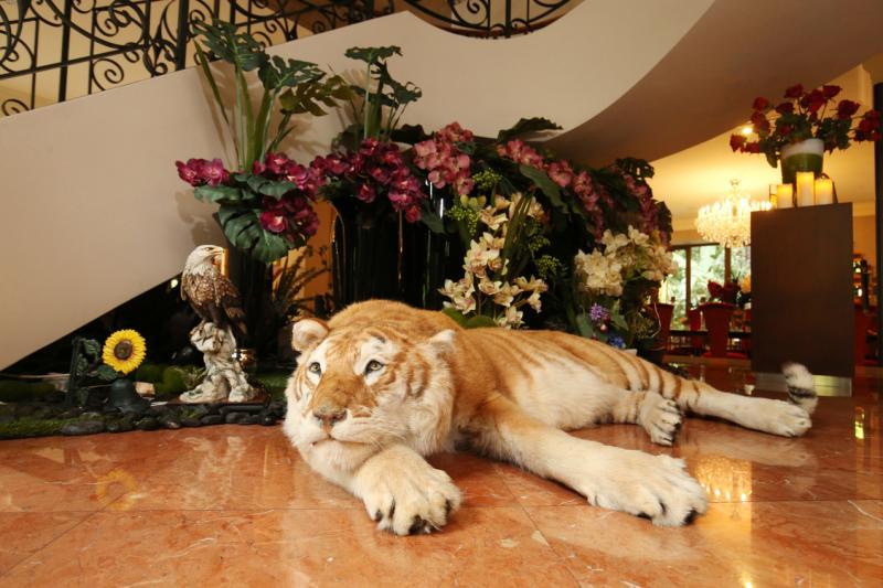 栩栩如生的老虎标本迎宾客。