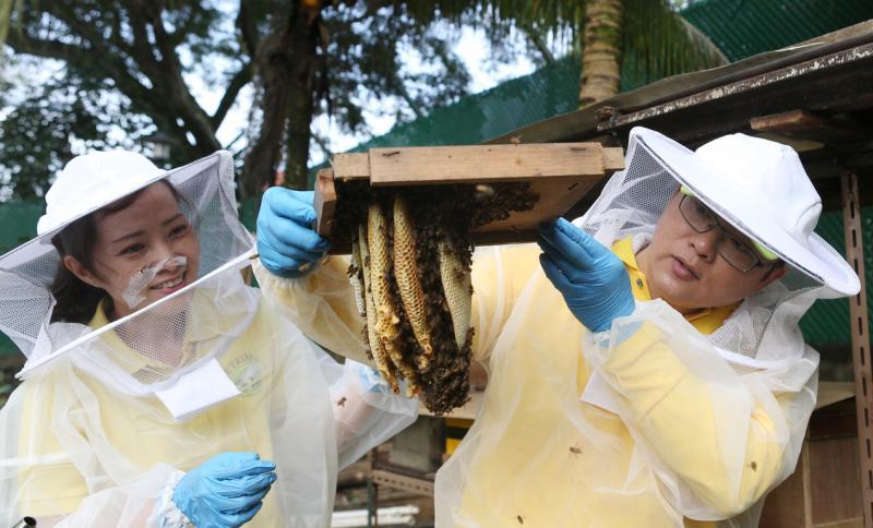 陈梽勇刚开始给人搬蜂巢时，太太黄春梅还会随行担任助手。（谢智扬摄）