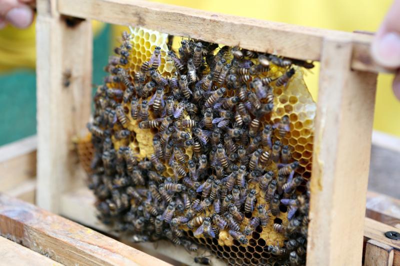 本地可找到五种蜜蜂。（谢智扬摄）