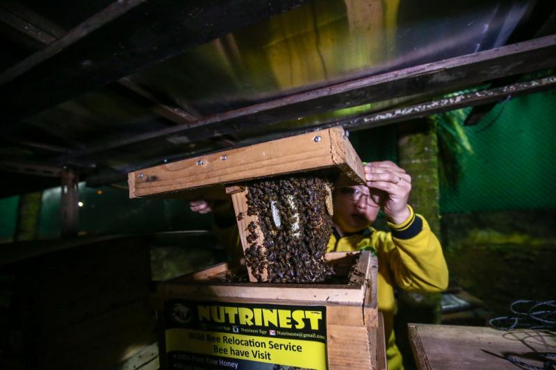 迁移蜂箱或蜂巢须在晚上进行，这时蜂群都回到蜂巢，正是防御力最强的时候，因此须谨慎处理，避免惊动蜂群。（陈斌勤摄）