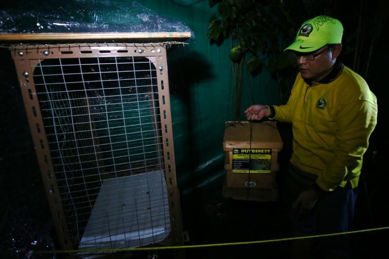 陈梽勇在克兰芝农场度假村的药草园放置一箱强蜂群放。（陈斌勤摄）