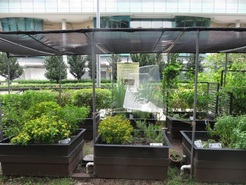 由新大师生经营的小植物园种有可食草本植物和果树,公众可酌量采摘。