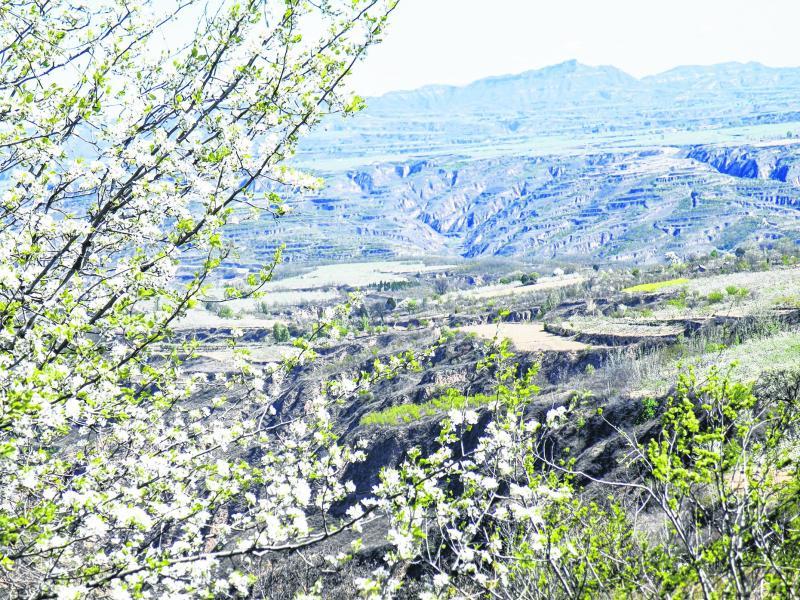 4月中旬的陕北高原已披上绿装，雷赤乡和云岩镇一带苹果花盛开。