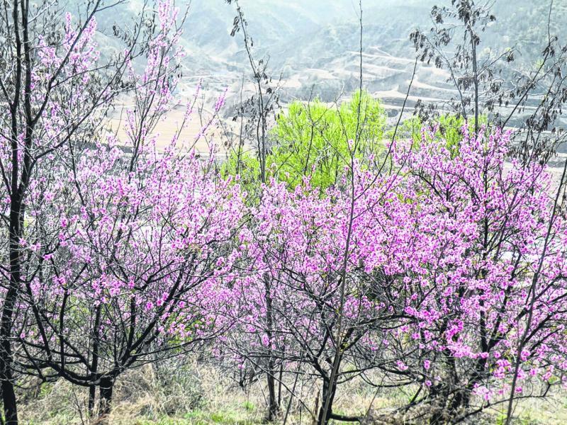 掩映在山桃花里的雷赤乡，安静祥和，宛若人间仙境。 