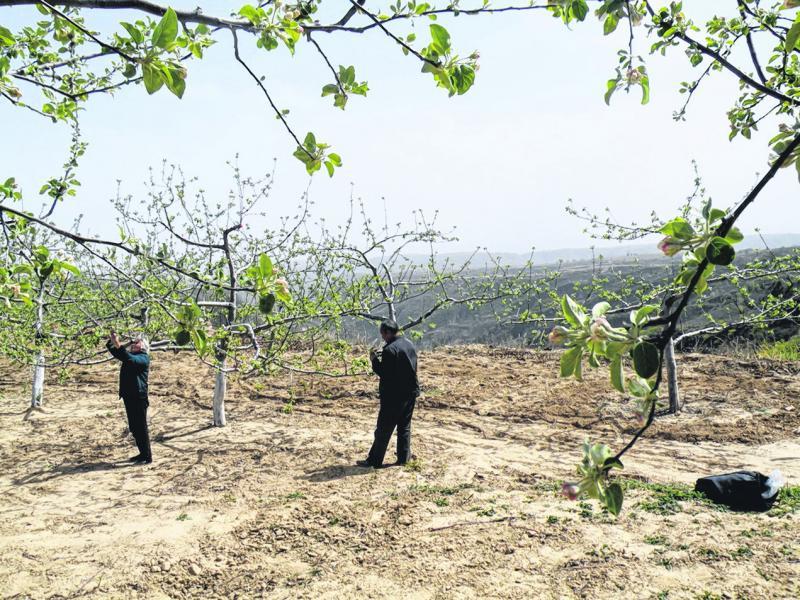 果农在苹果树下剪去多余的果苗，好让果树长得更好，可卖个好价。