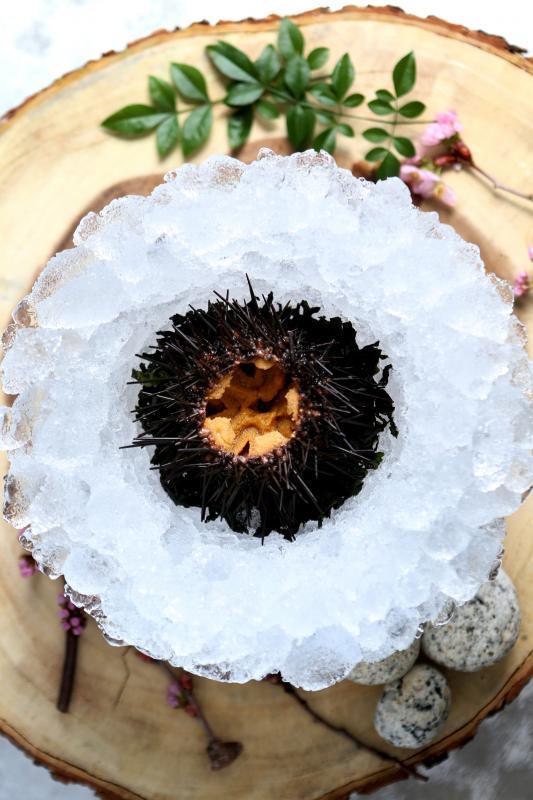 只在特定时段才能捕捞的北海道野生海胆。