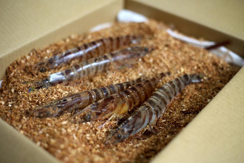 谭子龙爱用当季食材，包括这种用木屑保持冬眠的黑车虾。