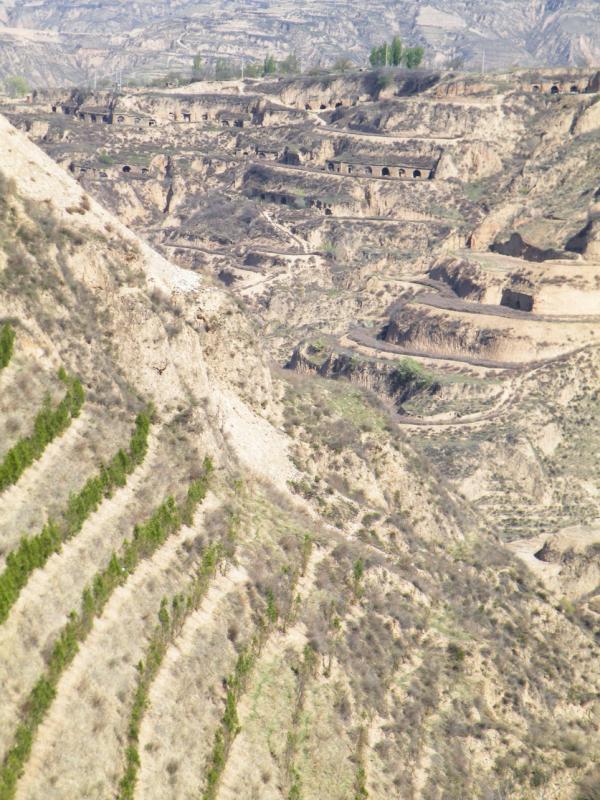 山上的窑洞早已废弃,取而代之的是封山育林所种下的一排排树木。