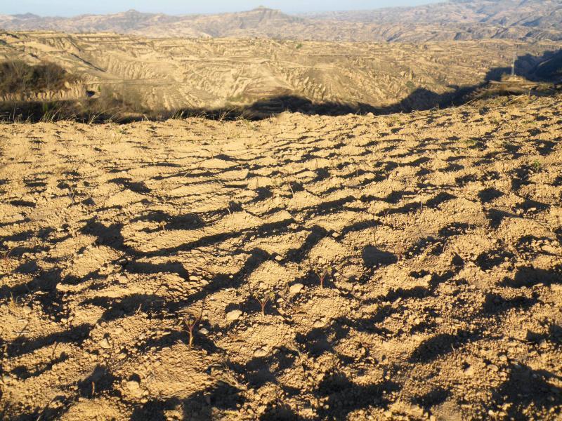 黄土地如大海里的波浪,在余辉的照耀下,金黄一片,非常壮观。