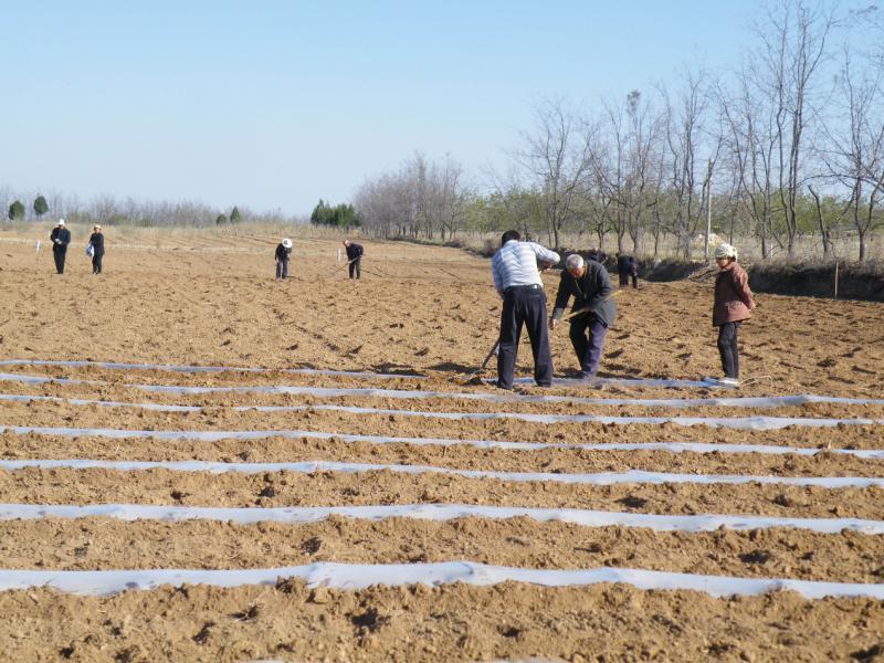 薄膜广泛使用在贫脊干旱的黄土,试图留住水分以增加产量,却给环境带来污染。