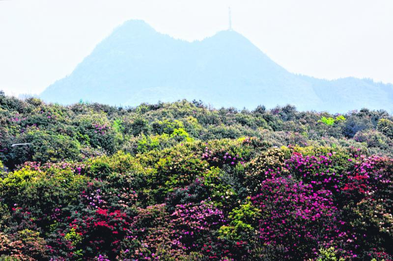 杜鹃花树满山坡。