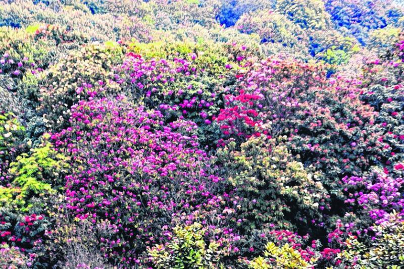 百里杜鹃有40多个杜鹃花品种。