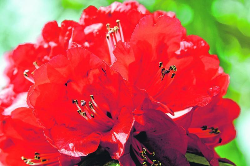 由十多个花管集合成的杜鹃花。