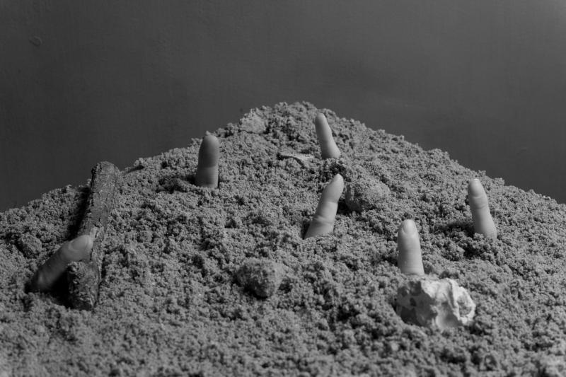 破土生长的指。(李培炀摄)