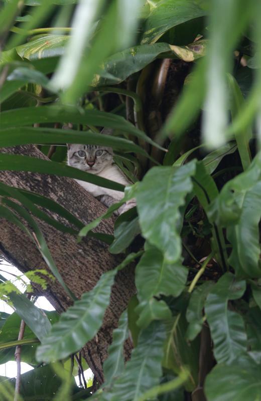 黄平生捕猫讲原则,且从不把猫送去人道毁灭。