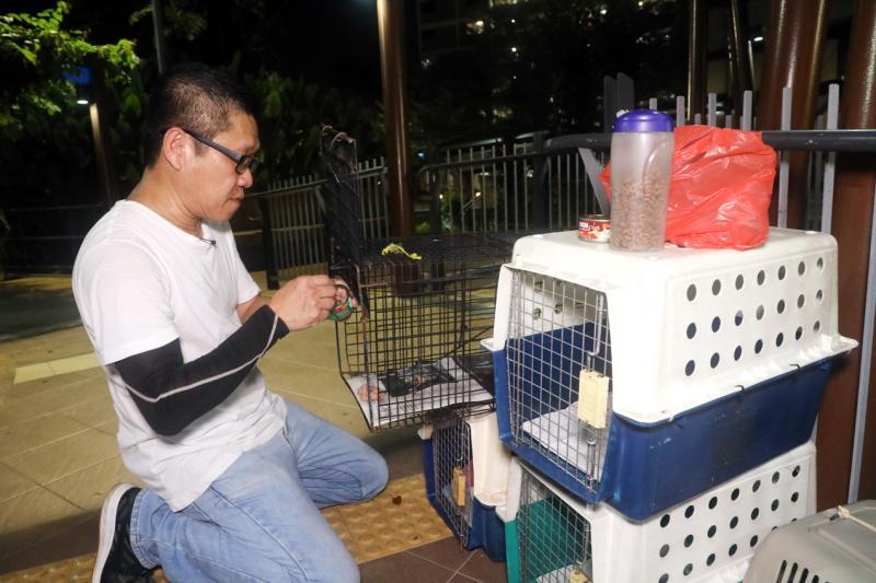 捉猫前,必须做好准备工作,包括在笼子放“猫饵”。(邝启聪摄)