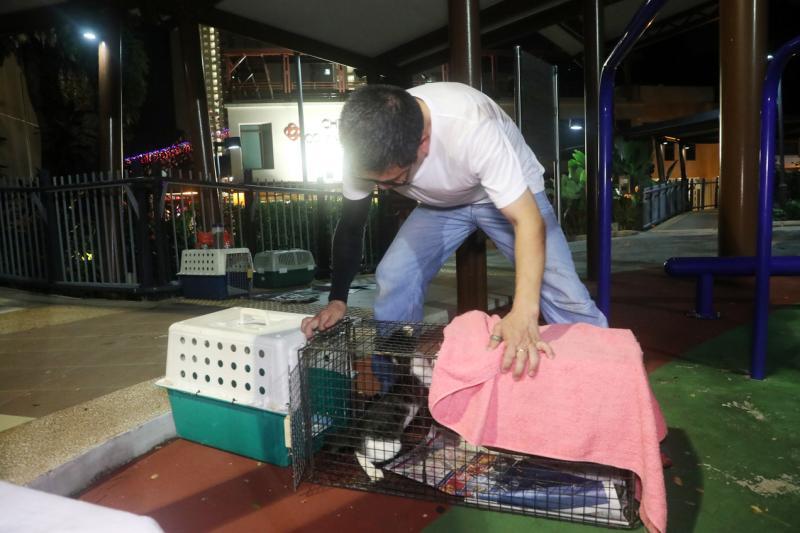 成功捉到猫之后,为了避免猫儿在铁笼内乱撞以致受伤,黄平生必须尽快把它移到塑料笼内。(邝启聪摄)