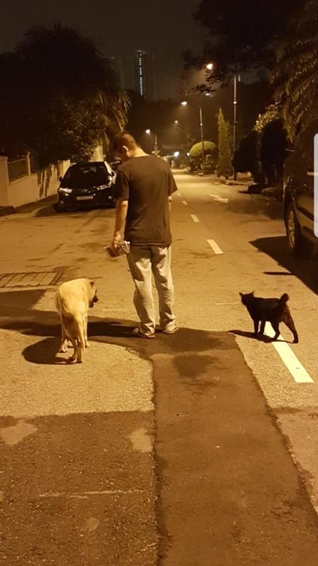 黄平生再忙,也会带狗儿散步,家门外的街猫也定时陪伴。图中的爱狗虽然已过世了几年,他至今还感到失落。(黄平生提供)