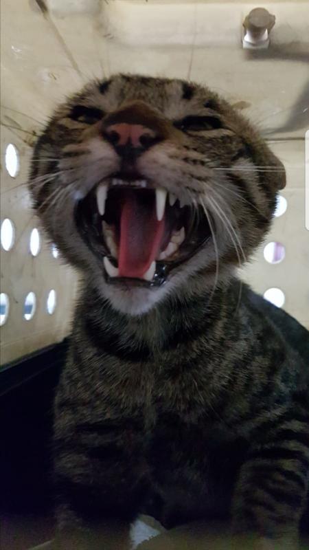 大头猫生气起来,两耳下垂,整张脸涨得圆鼓鼓的,像不像小叮当?(黄平生提供)