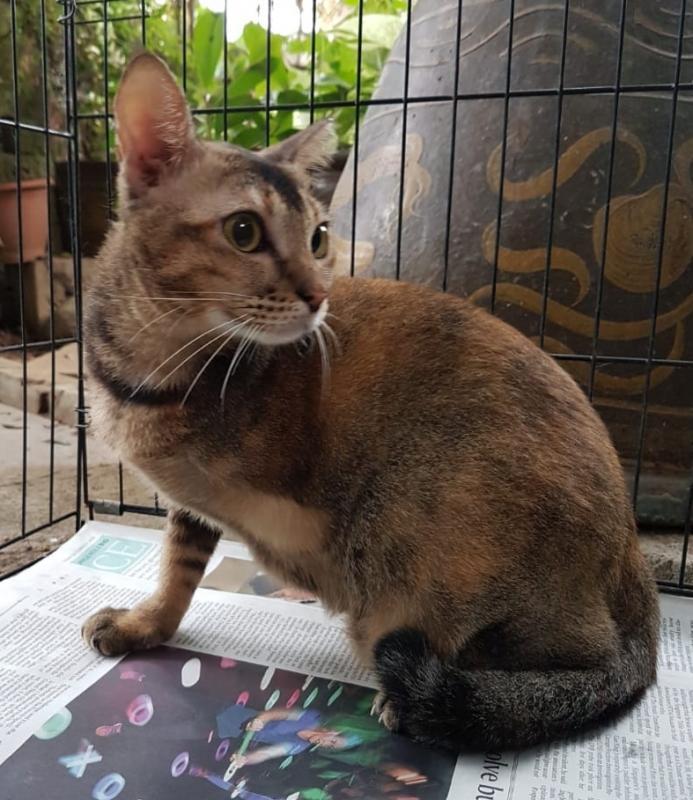 这是黄平生收养的三脚猫,生性害臊。它因意外而切除左前脚。(黄平生提供)