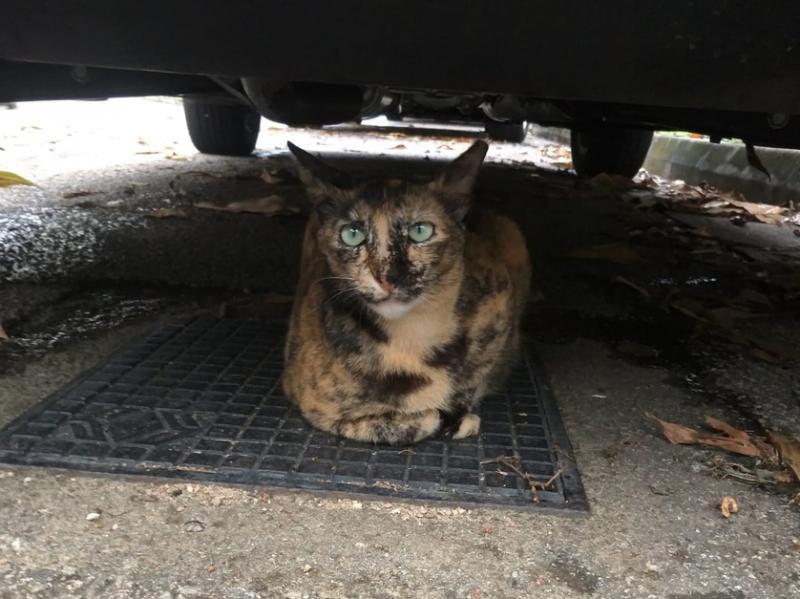 “松糕”常躲车底下,不容易捉。(傅丽云提供)