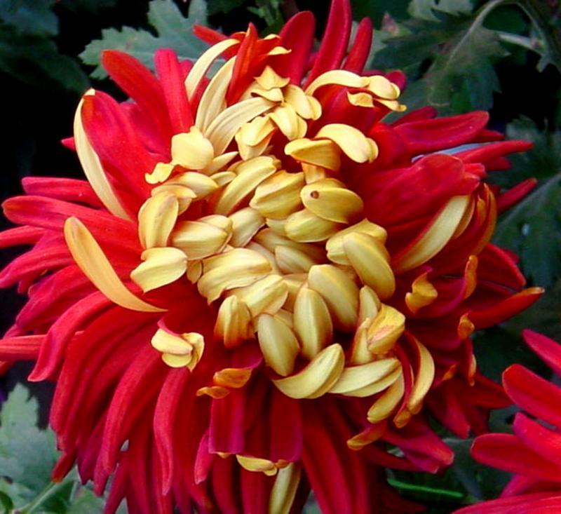 菊花盛放醉中秋。