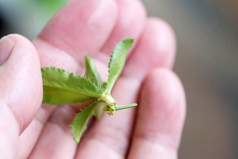 幼苗底部无根，这就是要插入土壤的 部分。